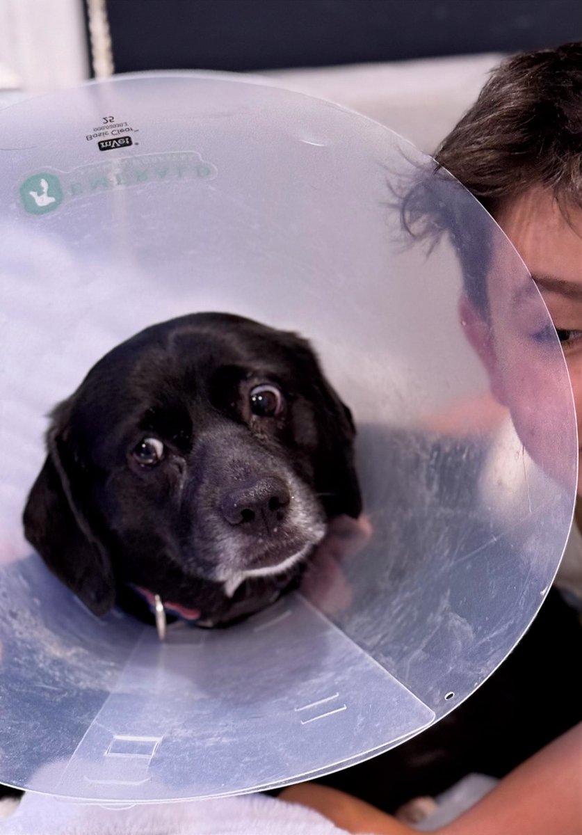 The backup pup, considerably less expensive