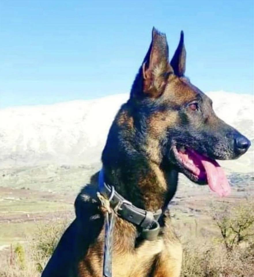 A working dog like the one Franklin County is raising money for